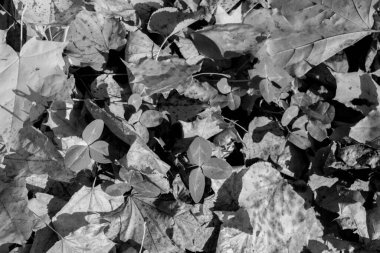 Çimlerin üzerinde soyut sonbahar siyah beyaz yaprakları