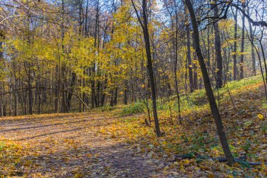 Sonbahar parkındaki yol sarı akçaağaç yapraklarıyla kaplı.
