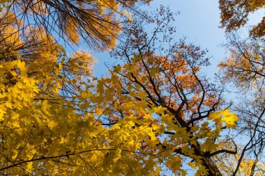 Sonbahar parkında açık gökyüzüne karşı büyük güzel akçaağaç ağaçları.
