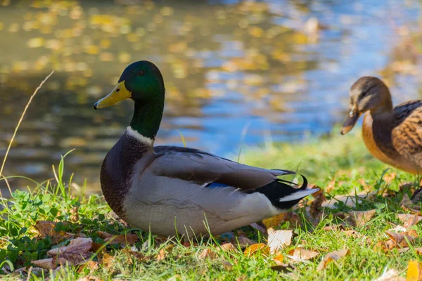 Pato Mallard Parque Ánade Real Anas Platyrhynchos Pato — Foto de Stock