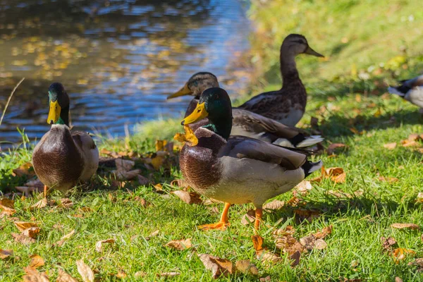 Mallard Parka Saklanıyor Yaban Ördeği Anas Platyrhynchos Ördekgiller Anas Familyasından — Stok fotoğraf