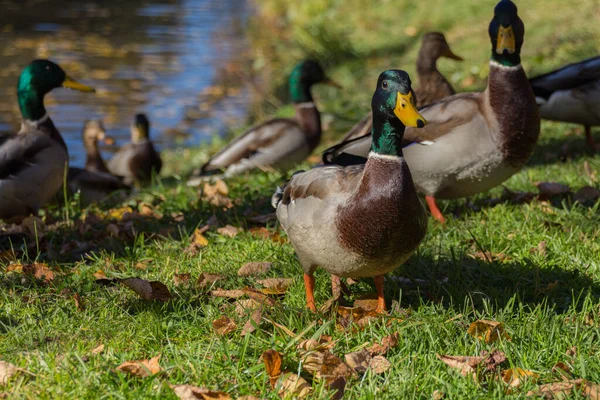 The Mallard ducks in the park. The mallard (Anas platyrhynchos) is a dabbling duck.