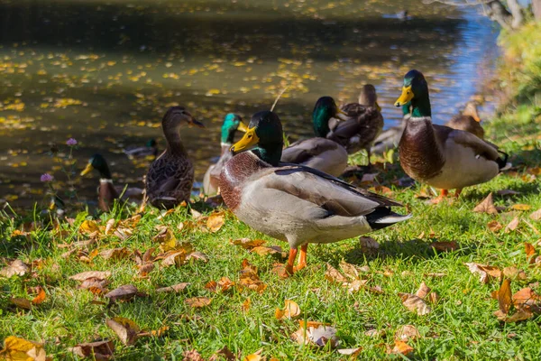 Patos Mallard Parque Pato Mallard Anas Platyrhynchos Pato Dabbling — Fotografia de Stock