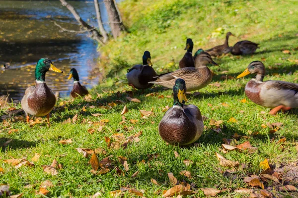 Patos Mallard Parque Pato Mallard Anas Platyrhynchos Pato Dabbling — Fotografia de Stock