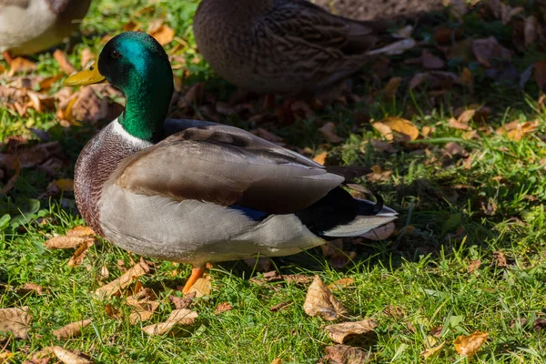 The Mallard duck in the park. The mallard (Anas platyrhynchos) is a dabbling duck.