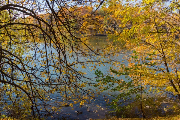 Gelbe Blätter Gegen Den Fluss Park Herbst — Stockfoto