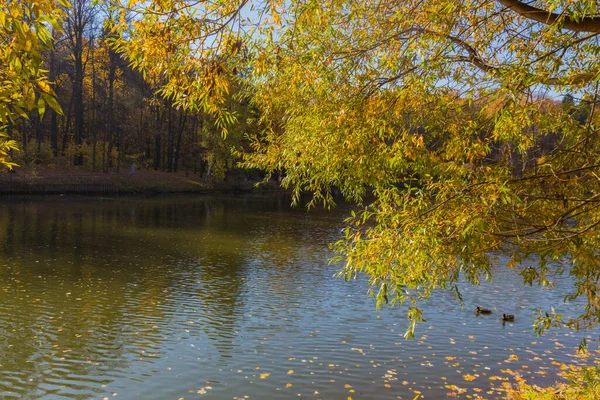 Folhas Verdes Amarelas Contra Luz Parque Outono Com Lagoa — Fotografia de Stock