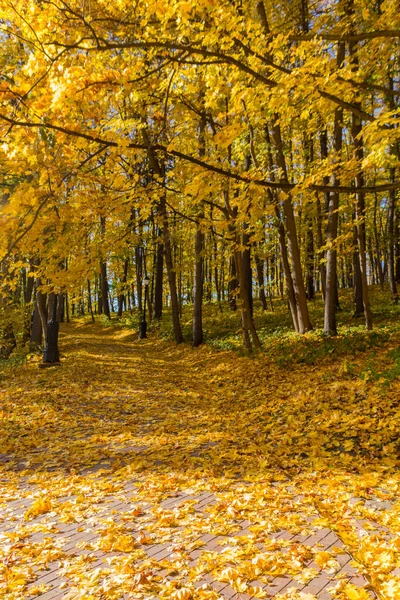 Väg Höstparken Täckt Med Gula Lönnlöv — Stockfoto