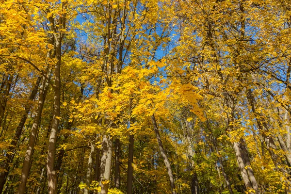 Foto Brilhante Ácer Amarelo Árvores Parque — Fotografia de Stock