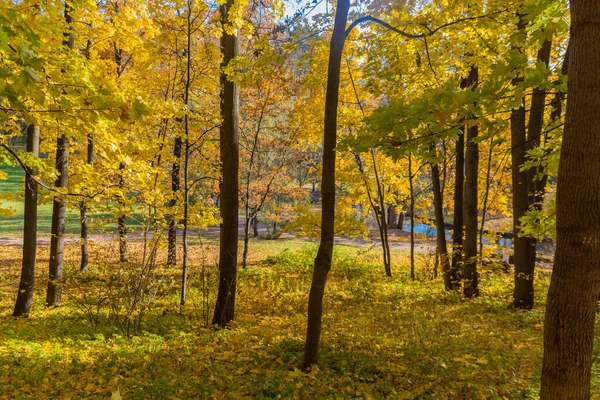 Gula Träd Höstparken — Stockfoto