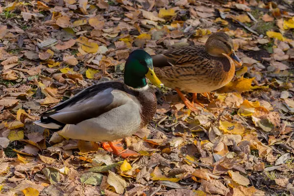 Pato Mallard Anas Platyrhynchos Pato Dabbling — Fotografia de Stock