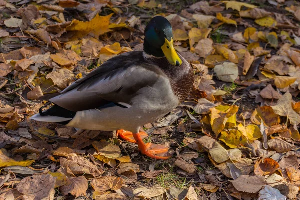 Ánade Real Anas Platyrhynchos Pato — Foto de Stock