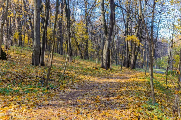 Estrada Parque Outono Coberto Com Folhas Bordo Amarelo — Fotografia de Stock