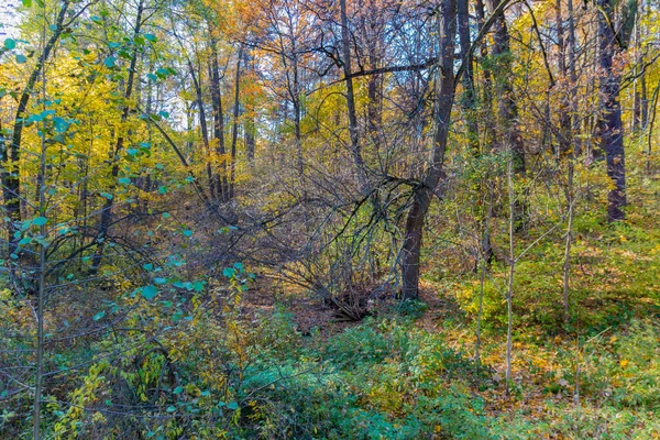 Scénický Pohled Podzimní Park Zlatý Podzim Moskvě — Stock fotografie