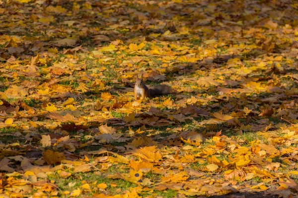 Cute Squirrel Meadow Covered Maple Leaves Park — Stock Photo, Image