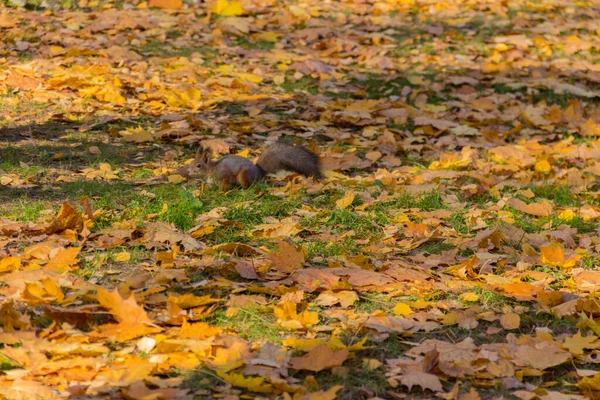 Joli Écureuil Sur Prairie Recouverte Feuilles Érable Dans Parc — Photo