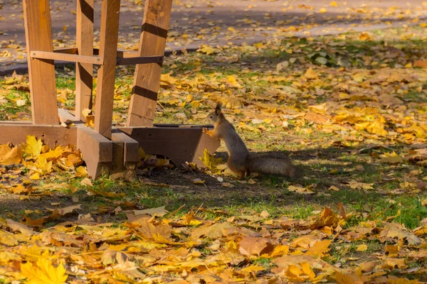 Nettes Eichhörnchen Auf Der Mit Ahornblättern Bedeckten Wiese Park — Stockfoto