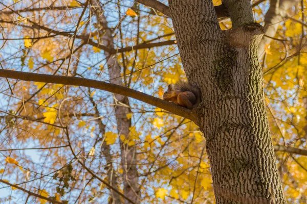 Cute Squirrel Maple Tree Park Autumn — Stock Photo, Image
