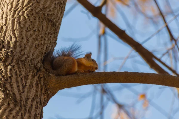 Linda Ardilla Árbol Arce Parque Otoño — Foto de Stock