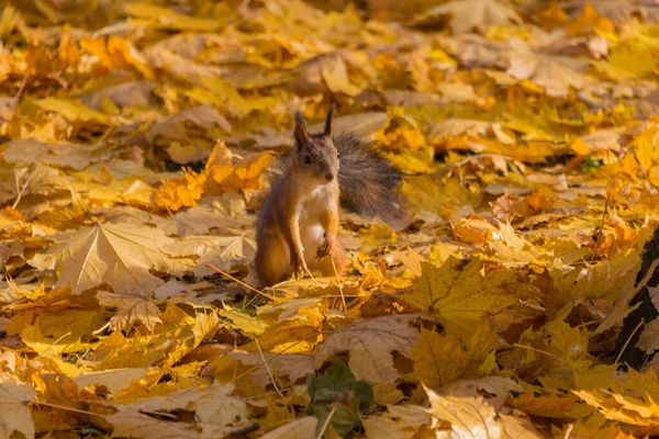 Nettes Eichhörnchen Auf Der Mit Ahornblättern Bedeckten Wiese Park — Stockfoto