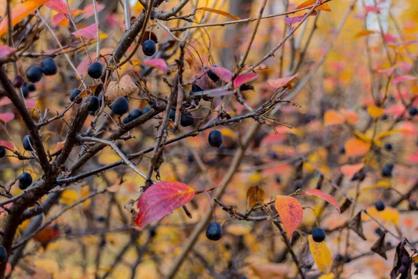 Frutos Cereja Pássaro Outono Prunus Padus Uma Espécie Planta Com — Fotografia de Stock