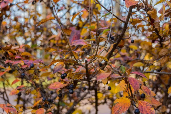 Frutos Cereja Pássaro Outono Prunus Padus Uma Espécie Planta Com — Fotografia de Stock