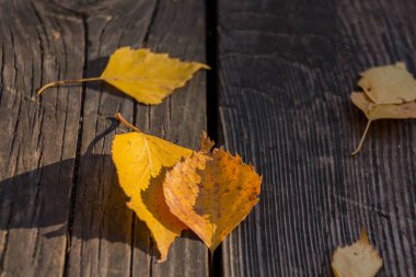 Kırsal arka planda sonbahar yaprakları. Sonbahar resmi.