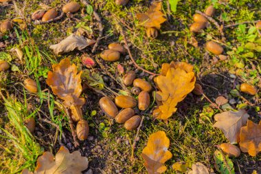 Palamutlar, meşe yaprakları ve dallar çimlerin ve yoncaların üzerinde, sonbahar görüntüsü