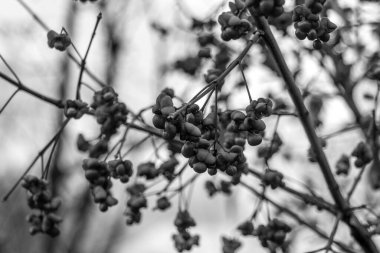 Euonymus europaeus (Milli ağacı, yanan çalılık, çilek çalısı, wahoo, kış sürüngeni) sonbaharda zehirli meyvelerle birlikte, siyah ve beyaz fotoğraf.