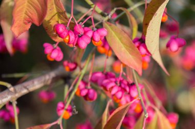 Euonymus europaeus (Milli ağacı, yanan çalılık, çilek çalısı, wahoo, kış sürüngeni) sonbaharda kırmızı zehirli meyvelerle birlikte.