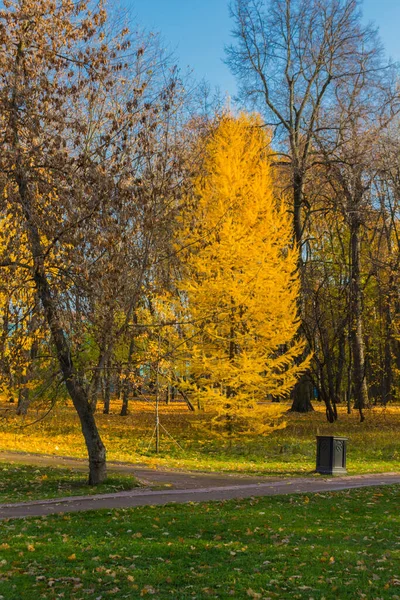 Жовта Личинка Восени Ягоди Хвойними Роді Larix Родини Pinaceae — стокове фото