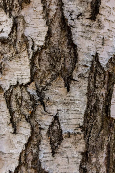 抽象的な木のテクスチャ樹皮 白樺の木の樹皮 — ストック写真