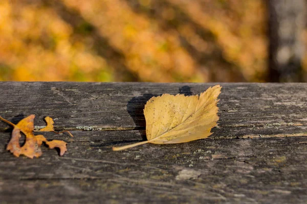 Jesienne Liście Rustykalnym Drewnianym Tle Obraz Jesienny — Zdjęcie stockowe