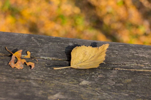 秋天的叶子在粗糙的木制背景上 秋季图像 — 图库照片