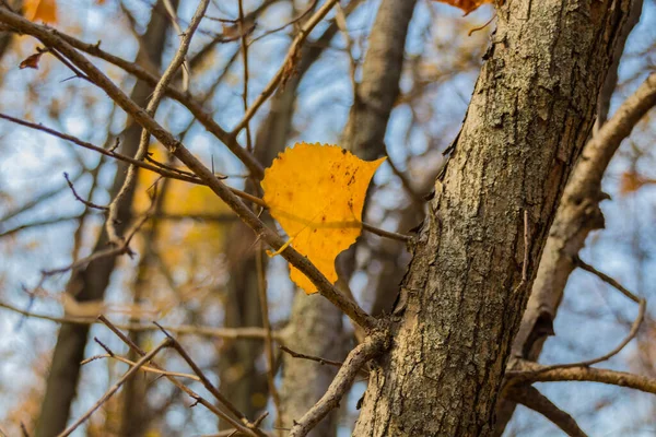 Hoja Amarilla Caída Pegada Árbol Imagen Otoñal — Foto de Stock