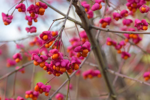 Euonymus Europaeus Árvore Fuso Arbusto Ardente Morango Arbusto Wahoo Wintercreeper — Fotografia de Stock