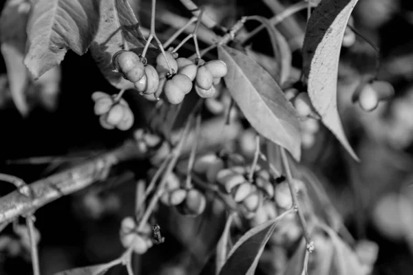 Euonymus Europaeus Φοινικόδεντρο Θάμνος Που Καίγεται Θάμνος Φράουλας Wahoo Χειμώνας — Φωτογραφία Αρχείου