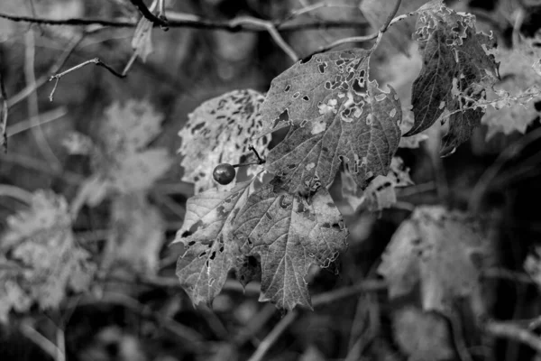 Hojas Dañadas Frutas Árbol Otoño Hojas Corrompidas Macro Foto Blanco —  Fotos de Stock