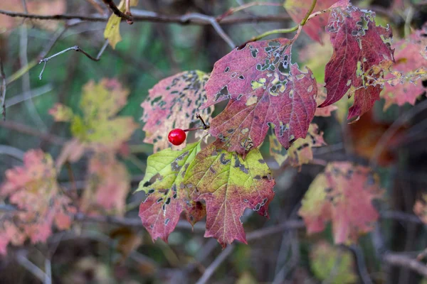Uszkodzone Liście Owoce Drzewie Jesienią Uszkodzone Liście Makro — Zdjęcie stockowe
