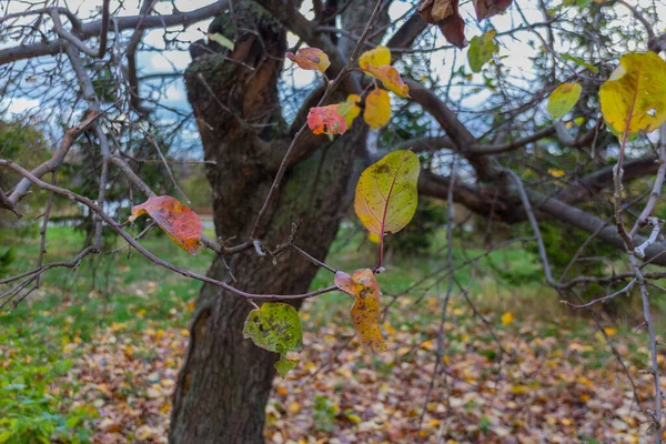 Folhas Danificadas Árvore Outono Corrompido Macro Folhas Coloridas — Fotografia de Stock