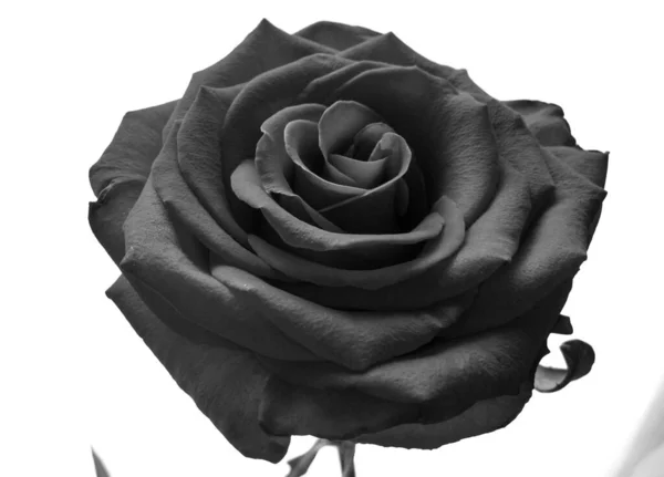 Black White Rose Flower Light Background Rose Woody Perennial Flowering — Stock Photo, Image