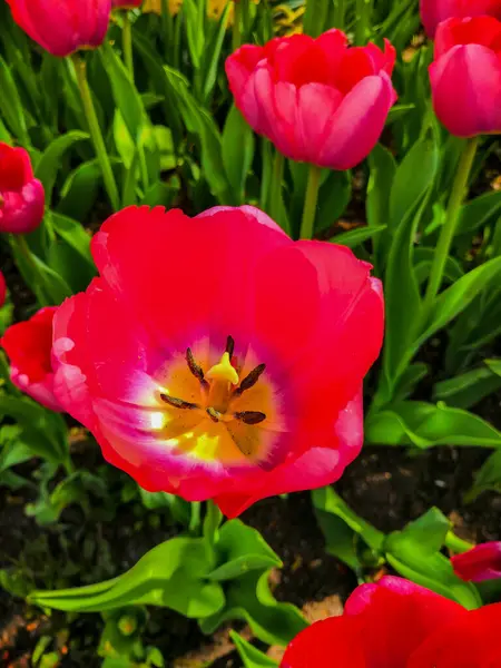 Blommande Röd Tulpan Blomma Trädgården — Stockfoto