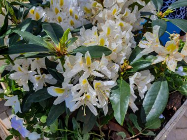 Parkta çiçek açan beyaz Rhododendron çiçekleri