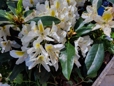 Parkta çiçek açan beyaz Rhododendron çiçekleri