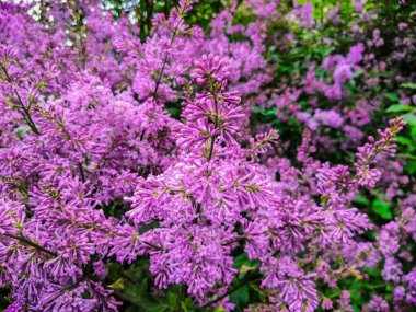 Mayısta çiçek açmadan önce leylak tomurcukları