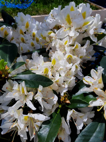 Ανθισμένα Λευκά Λουλούδια Rhododendron Στο Πάρκο — Φωτογραφία Αρχείου