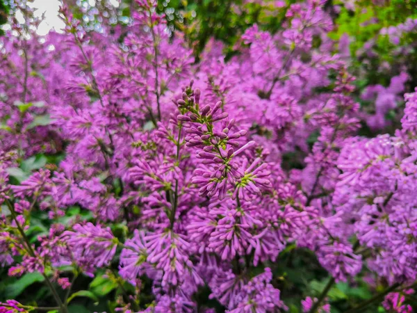 Lilac Pupeny Květnu Těsně Před Kvetením — Stock fotografie
