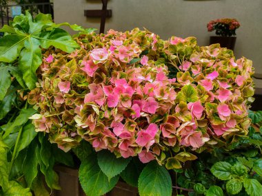 Çiçek açan güzel renkli ortanca çiçekleri