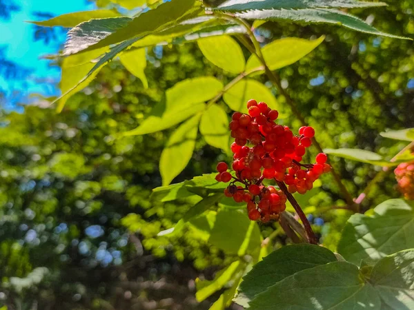 Les Baies Rouges Mûres Plante Viburnum Par Une Journée Ensoleillée — Photo