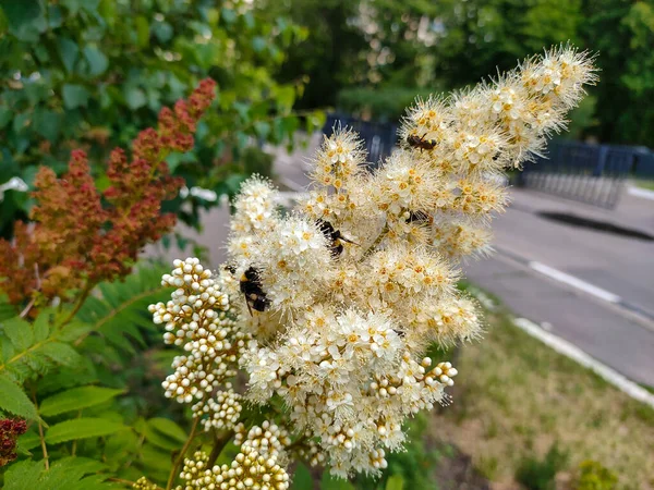 Abeilles Mellifères Sur Les Fausses Fleurs Spiraea Sorbaria Sorbifolia Gros — Photo